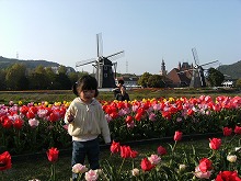 tulip